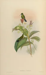 Eucephala blue =マークされたマークされたChlorestes